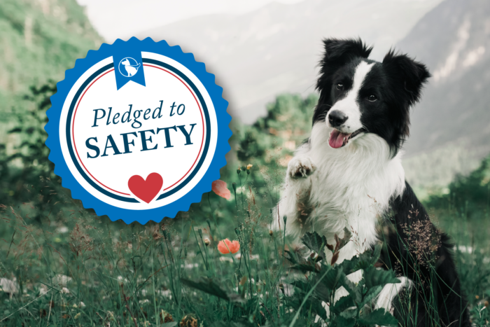 Safety Pledge-