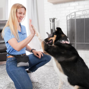 Wonder Dog Training & Games