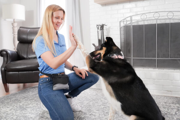 Wonder Dog Training & Games