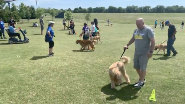 1-Dog, In-Home, Off-Leash Program